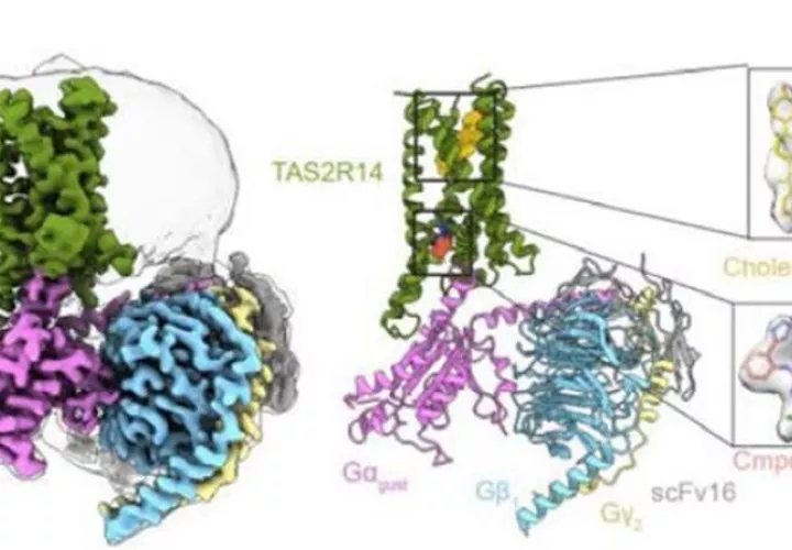 Un estudio describe cómo es la estructura de la proteína del receptor del sabor amargo. Foto: EFE