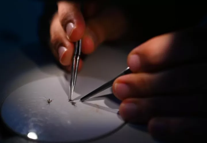 Minsa  recuerda la importancia de mantener limpias las casas y entorno laboral para evitar proliferación de mosquitos. Foto: EFE