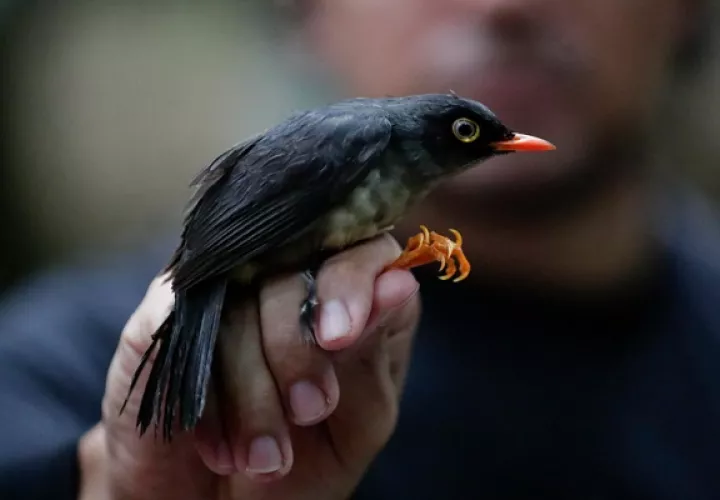 Los resultados preliminares apuntan al registro de 250 especies de aves para la reserva. Foto: EFE/Bienvenido Velasco