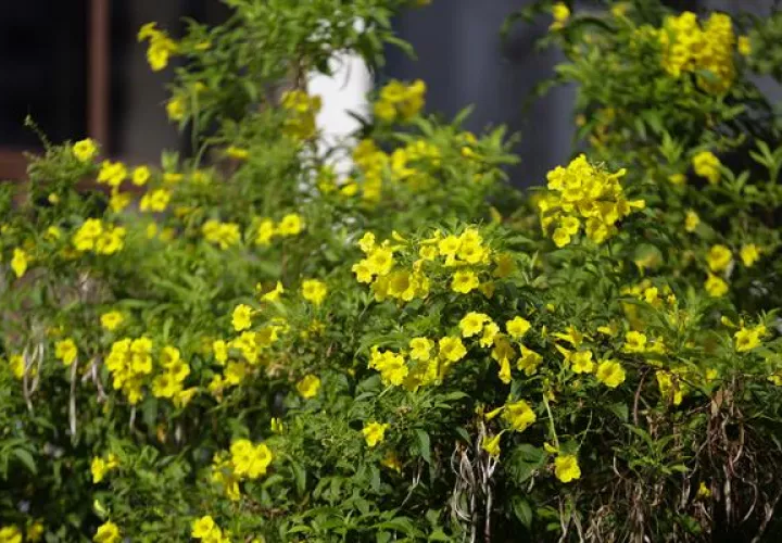 Guayacanes florecidos en Ciudad de Panamá. Foto: EFE