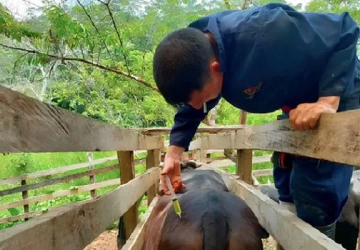 El incremento de casos del gusano barrenador no solo se ha dado en Panamá, sino también casi en toda América Latina. Foto, Archivo