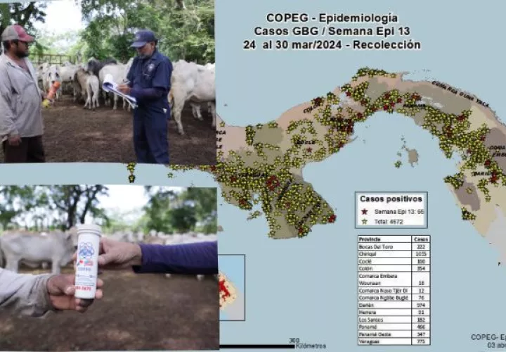 COPEG confirmó en Panamá un total de 4,672 casos de Gusano Barrenador del Ganado (GBG). Foto: Cortesía