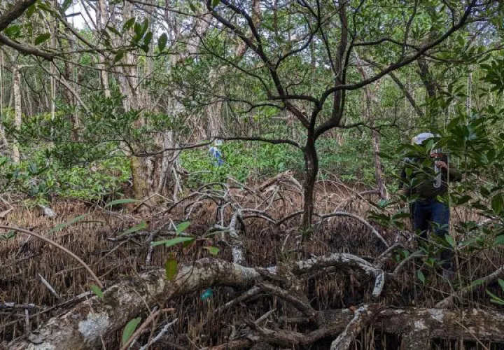 “De Centroamérica, Panamá tiene el territorio más grande de manglares”, argumentó Hannah Morrissette, biogeoquímica e investigadora. Foto: EFE