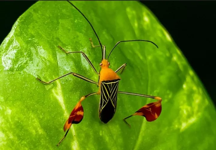 Tanto los machos como las hembras del insecto matador exhiben y ondean sus banderillas rojas en las patas traseras. Foto: Ana Endara, STRI