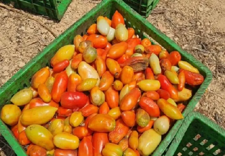 Al final del ciclo de cosecha están buscando con el gobierno negociar un plan de compensación. Foto. Thays Domínguez