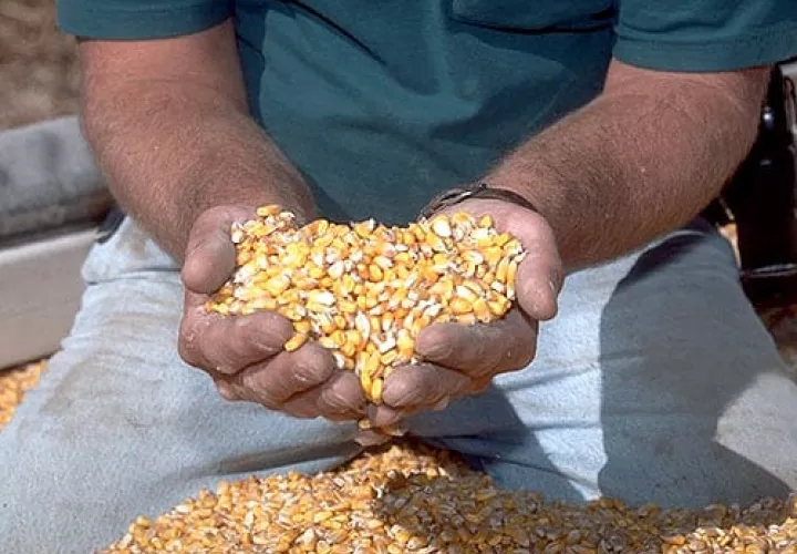 Industriales se comprometen a adquirir excedente de maíz de los productores. Foto: Archivo