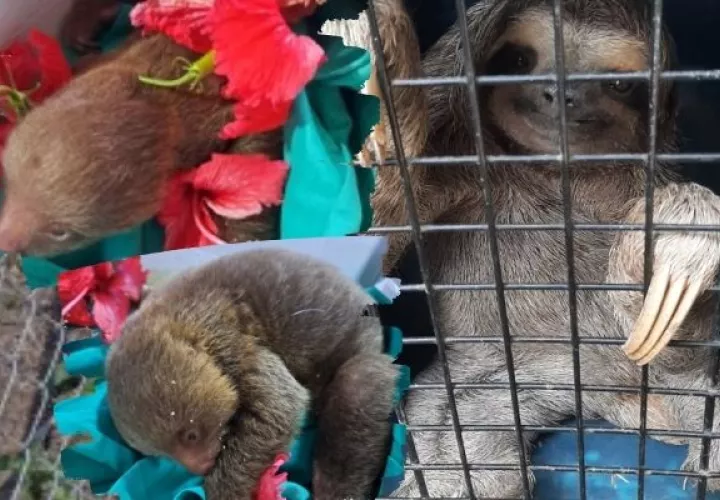 Aumenta perdida del hábitat de vida silvestre en Panamá Oeste. Foto: Cortesía