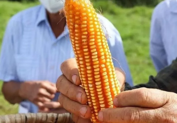 Quedan cerca de 60,518.93 quintales de maíz por comprar, informa el MIDA. Foto: Cortesía