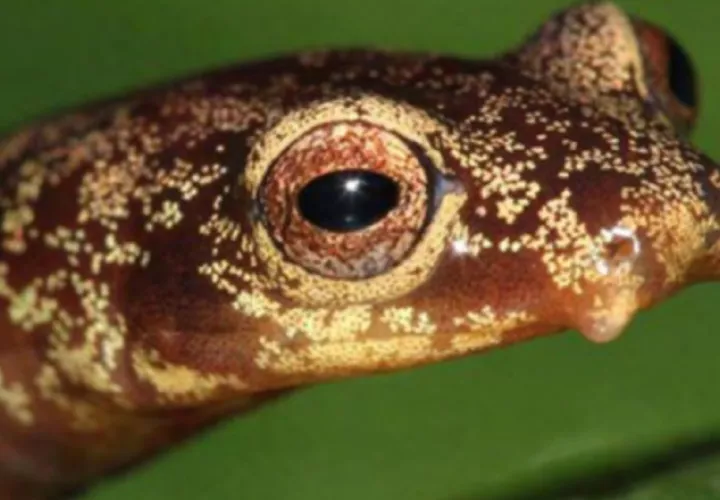 La salamandra de Chucantí (Bolitoglossa chucantiensis) debe su nombre  al cerro en el que se descubrió por primera vez.