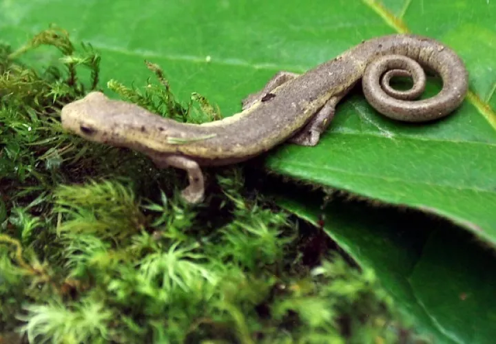 La salamandra Bolitoglossa aff. biseriata habita en Chucantí. Foto: Cortesía Adriano Duff/Zona Verde
