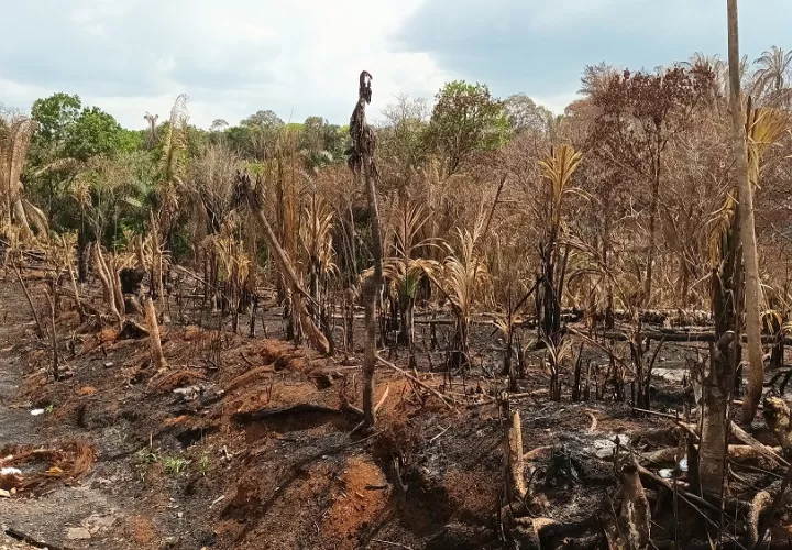 queman bosques y destruyen los remanentes de árboles que aún quedan en las orillas de los ríos y quebradas. Foto: Melquiades Vásquez 