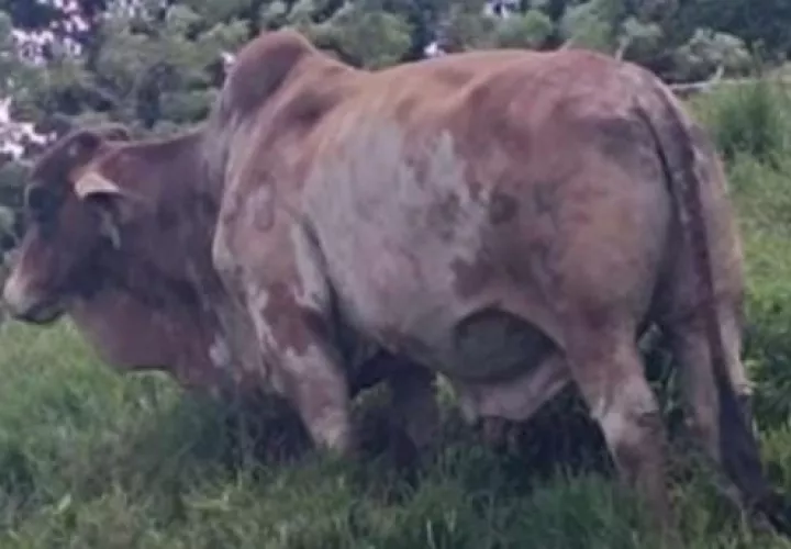 El toro hurtado está valorado en unos 4 mil dólares. Foto: Diomedes Sánchez 