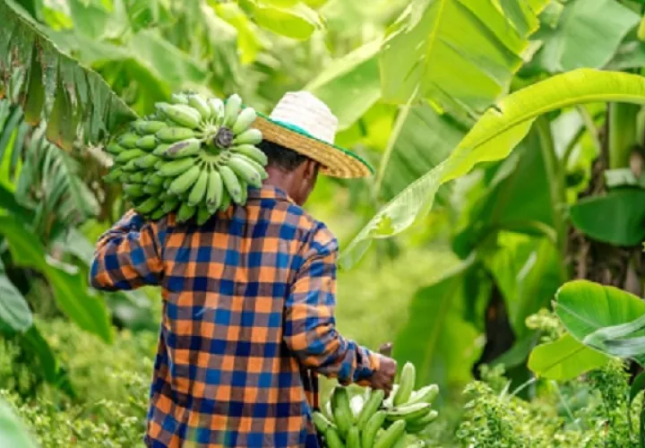 En Mesoamérica, el 22,2% de la población no pudo acceder a una dieta saludable en 2021. Foto: FAO