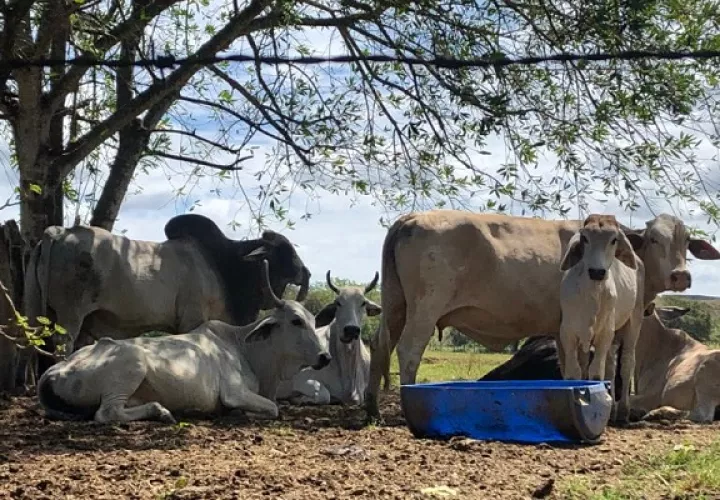 Los potreros y fincas empiezan a quedarse sin pasto porque no llueve, y aunque se abastecieron con silos y pacas. Foto. Thays Domínguez
