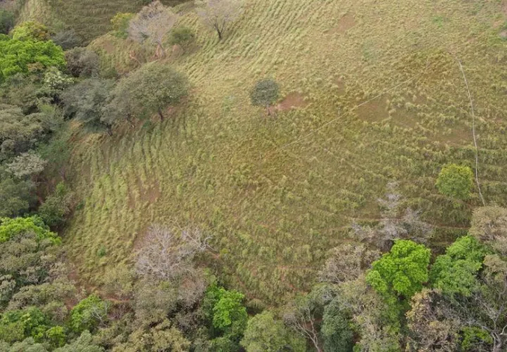 Importantes proyectos de reforestación se enfocan en la región de Azuero. Foto: Archivos