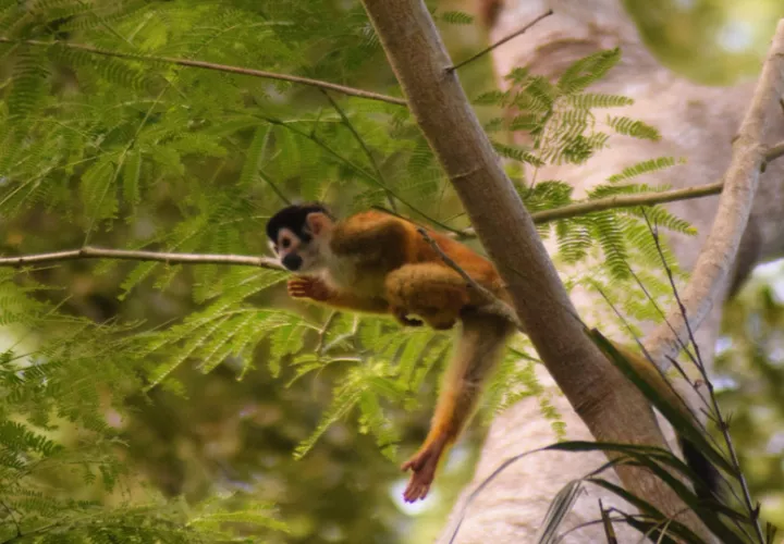 Los primates, por ejemplo, son vitales para la dispersión de semillas. Foto: Cortesía Primates Panamá