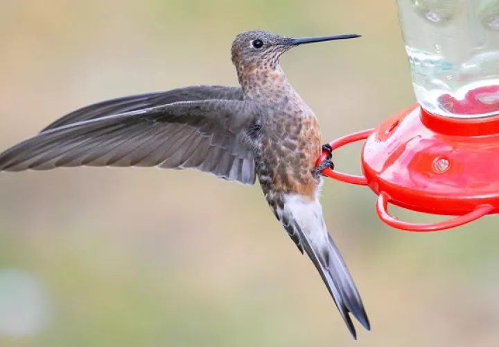 Comparado con un comedero típico, el tamaño de un colibrí gigante es aún más asombroso.  Foto: EFE