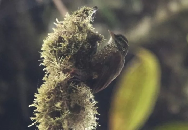 Esta ave  se alimenta de artrópodos (insectos, arácnidos), recoge sus presas de ramas y plantas epífitas. Foto: iNaturalist/Jan Axel Cubilla Rodríguez
