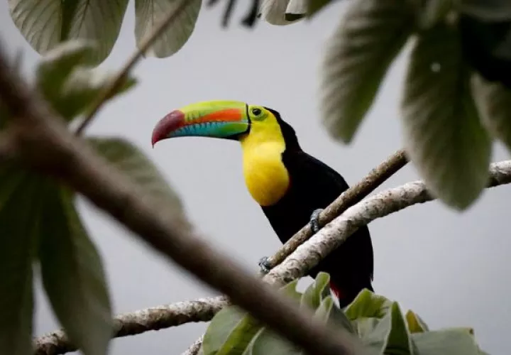 Un Tucán Pico Iris (Ramphastos sulfuratus) es visto durante el Global Big Day 2024, en el Parque Nacional Soberanía en Ciudad de Panamá (Panamá). EFE/Bienvenido Velasco
