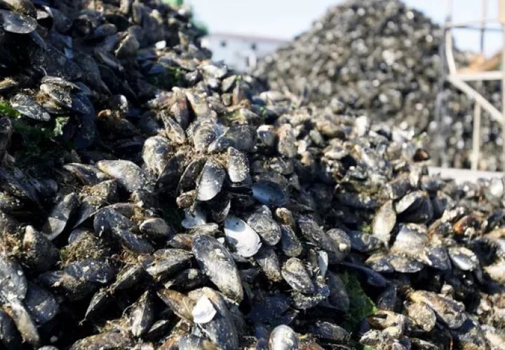 El aumento de temperatura y salinidad tiene impacto en los bivalvos. Foto: EFE 