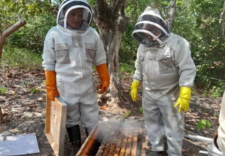 Panamá cuenta con una actividad apícola en crecimiento. Foto: Cortesía