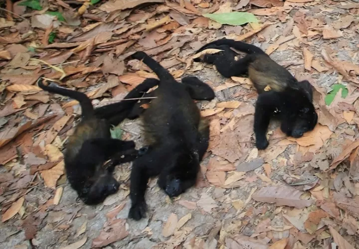 Una aparente ola de calor  estaría afectando a los monos. Foto: Cortesía
