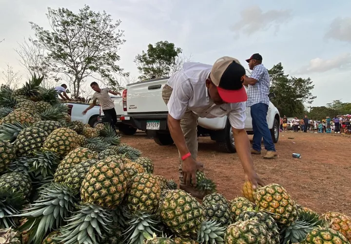 Unos 23 contenedores de piña de la variedad MD2 con 36,000 cajas fueron exportados vía marítima. Foto: Eric A. Montenegro.