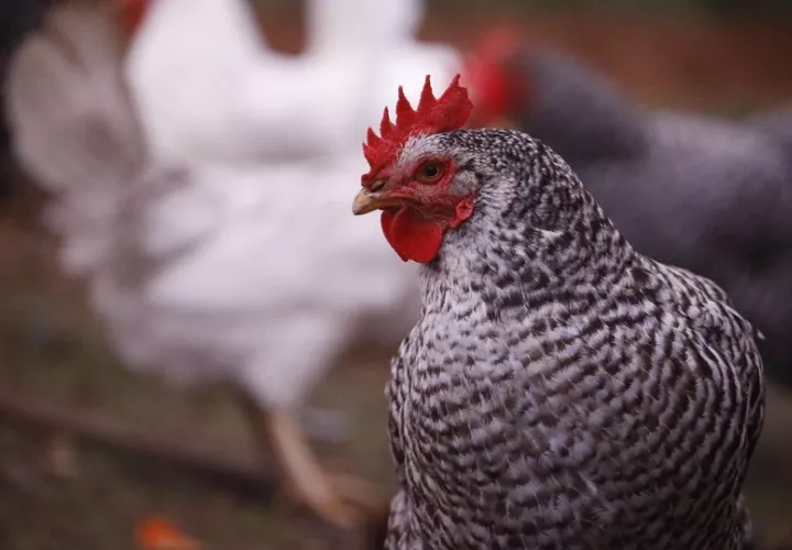 Existe un futuro prometedor para América Latina en el mercado de la producción y comercialización de pollo. Foto: EFE
