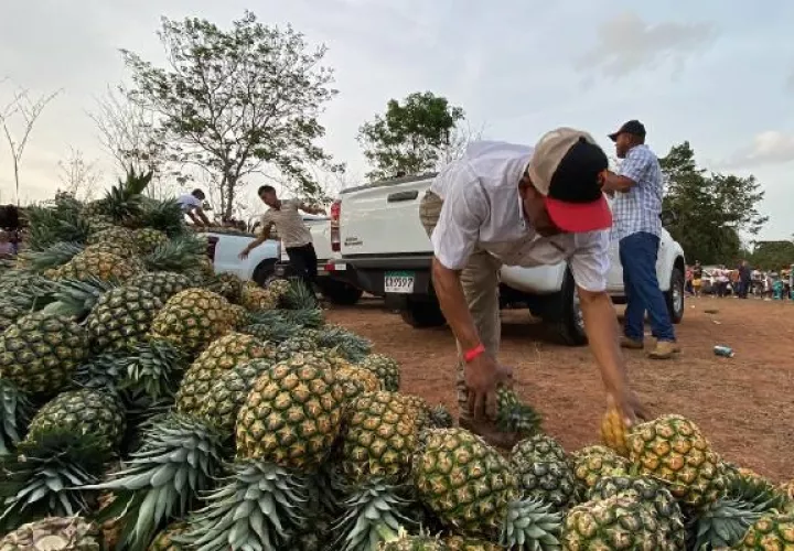 En otras áreas los visitantes son testigos de como se cosecha, escoge, empacan las piñas que serán exportadas al mercado internacional. Foto. Eric Montenegro