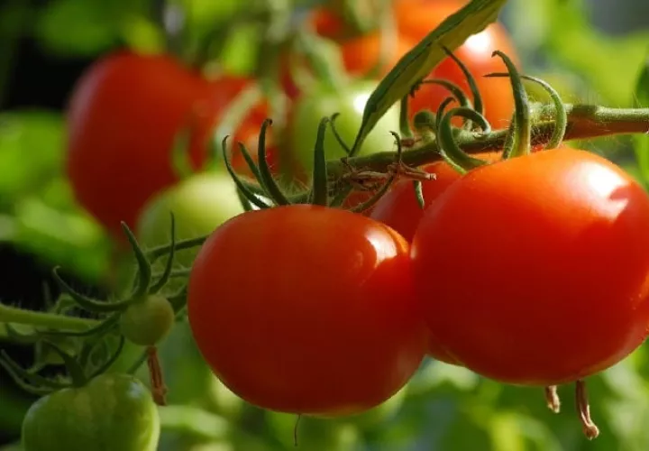 Desde un punto de vista culinario, el tomate está más ligado a las verduras y ensaladas que se suelen consumir como platos principales. Pixabay