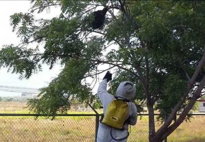 Los bomberos atienden constantemente situaciones con enjambres de abejas africanizadas. Foto: Cortesía 