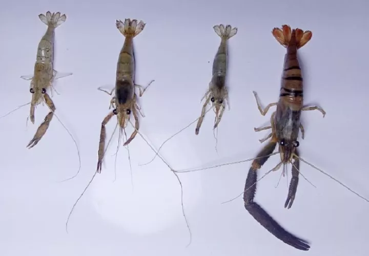 Los camarones estudiados son un excelente recurso para proyectos de cría. Foto: Cortesía
