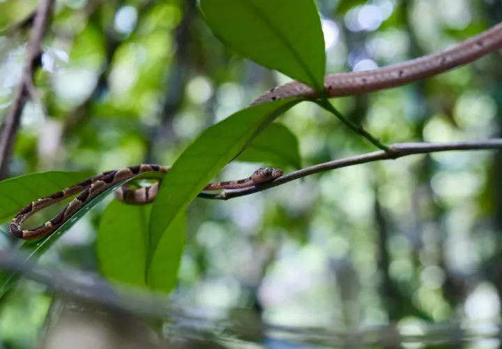 En la reserva Sierra Llorona hay diversidad de reptiles y anfibios.  Foto: Cortesía