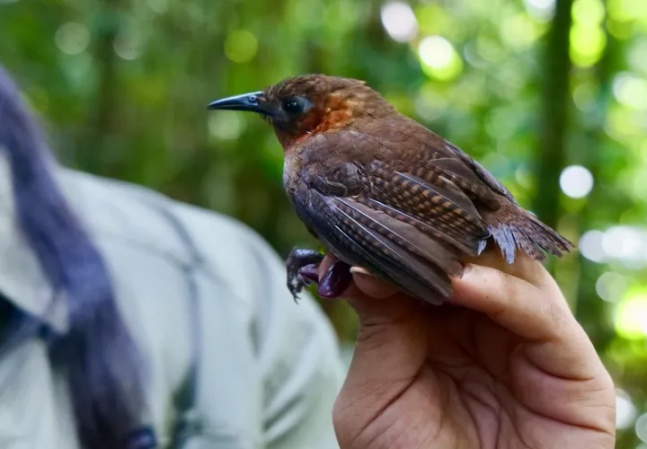 Las aves también son vulnerables a proyectos humanos. Foto: Cortesía