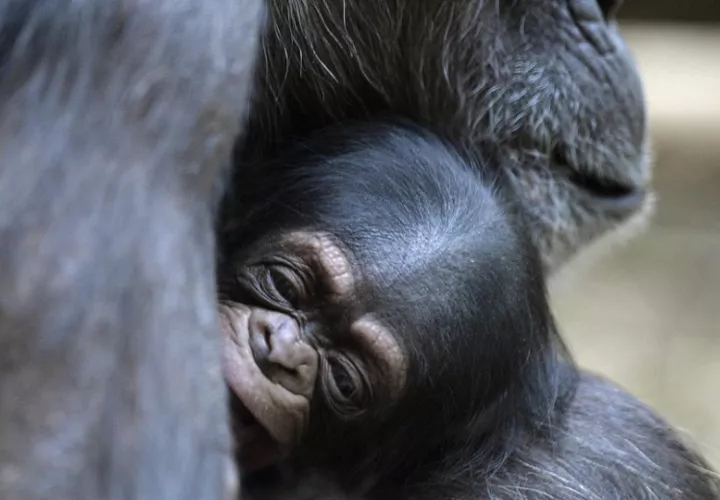Los autores combinaron observaciones del comportamiento de chimpancés con pruebas farmacológicas. Foto: EFE