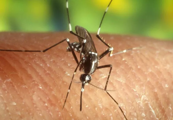 dengue_0.jpg