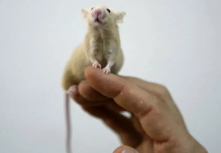 Los estudios con animales se utilizan en la investigación básica para conocer aspectos de las enfermedades humanas. Foto: EFE
