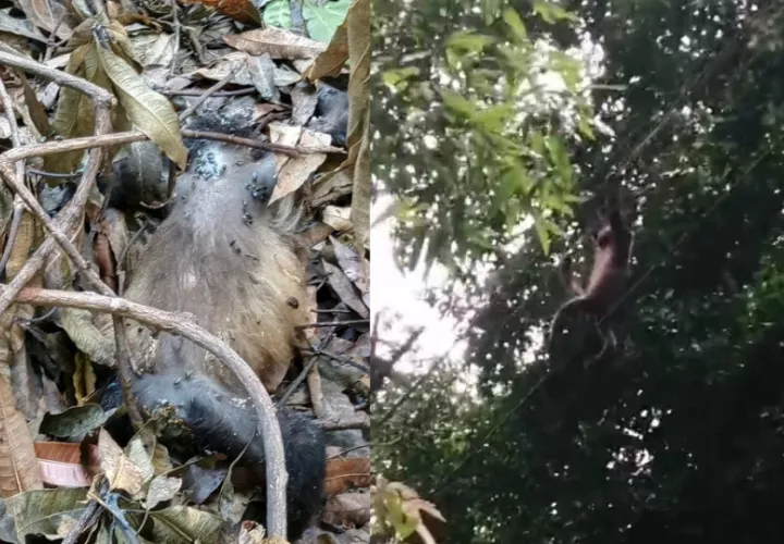 Los monos se electrocutan cuando intentan pasar de un lado a otro.  Foto: Cortesía