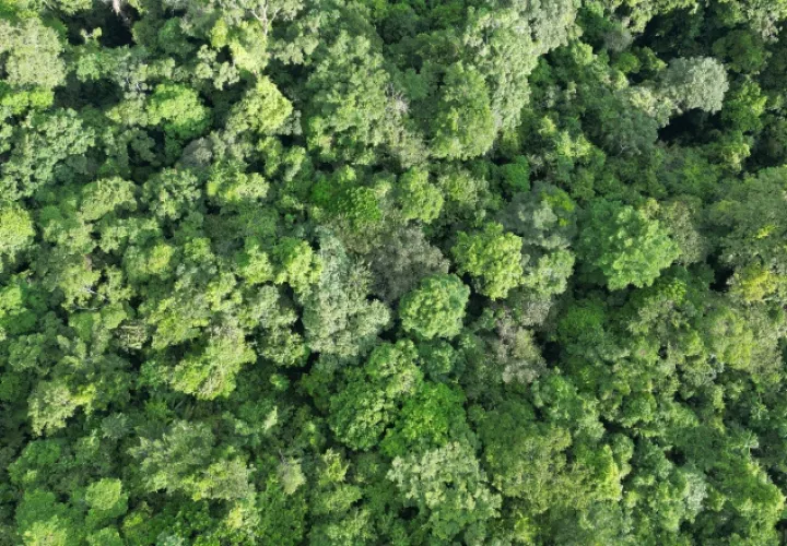 Los bosques de Sierra Llorona albergan especies de flora de gran importancia por su rareza y especies endémicas. Cortesía/Adopta Bosque