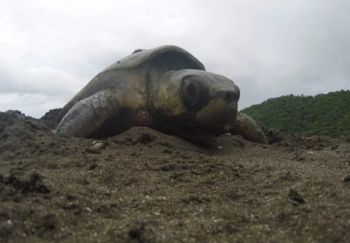 Las tortugas marinas, cuando alcanzan su madurez sexual, regresan a desovar a la playa en la que nacieron. MiAmbiente