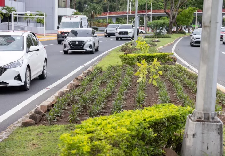 Arborización en la ciudad capital. Foto: Cortesía