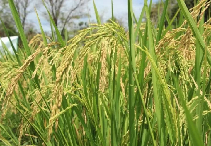 Investigados alteraron algunos boletos de pesaje de arroz.