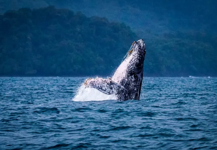 Las ballenas migratorias llegan al país para apareamiento. Foto: Cortesía/MiAmbiente