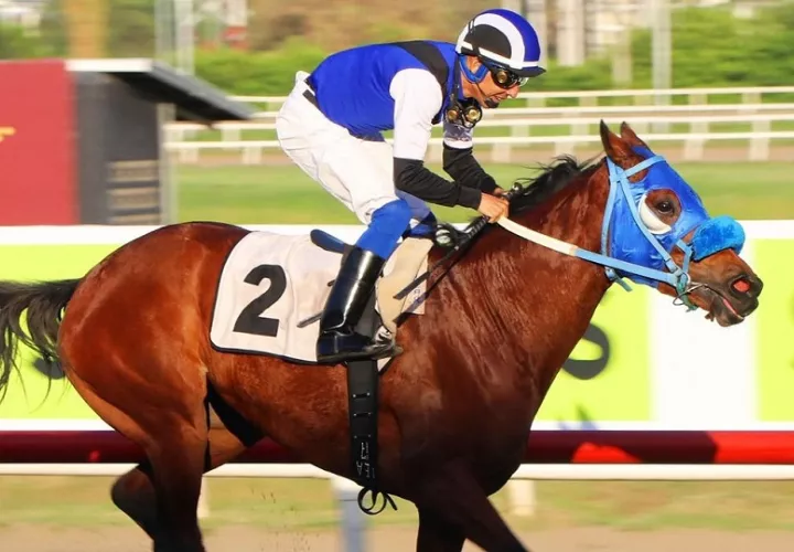 La potranca Xtina es una de las favoritas. Foto: Cortesía/Hipódromo 