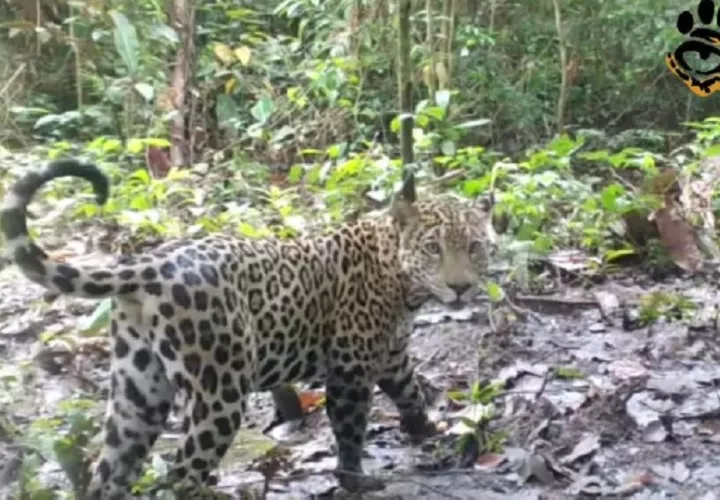 Para proteger a los jaguares también hay que conocer la dinámica de los ganaderos. Foto:Cortesía
