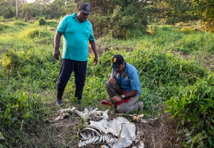 Para proteger a los jaguares también hay que conocer la dinámica de los ganaderos. Foto:Cortesía