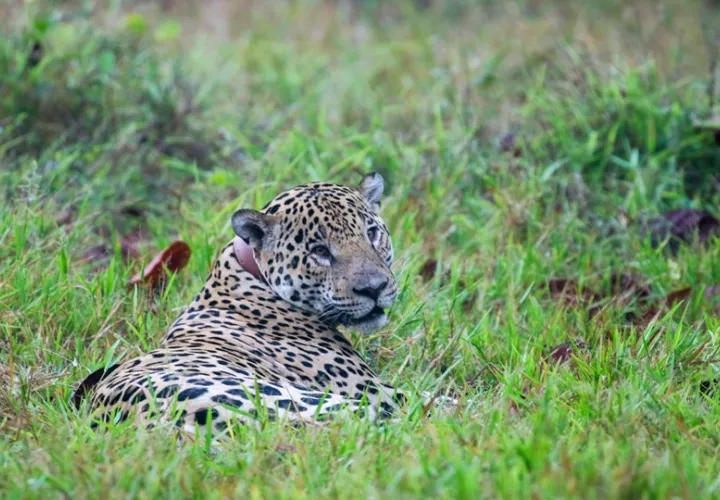 Para proteger a los jaguares también hay que conocer la dinámica de los ganaderos. Foto:Cortesía