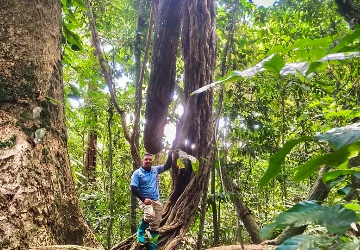 Biancolini Castro con la liana Amphilophium crucigerum de 635 mm de diámetro trepando hasta el dosel del bosque en Isla Barro Colorado Panamá. Foto: Cortesía/ Biancolini Castro