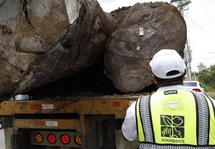 El Ministerio emitió esta resolución para regular el transporte de madera en tuca, bloques, aserrada y semi-aserrada proveniente del bosque natural. Foto: Cortesía