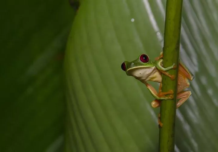 Rana de los ojos rojos (Agalychnis callidryas, su nombre científico). 
